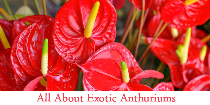 Did You Know Anthuriums Are The Most Popular Tropical Flowers?